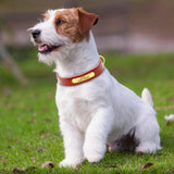 Joa® Personalized | Hondenhalsband | Halsband hond