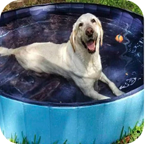 Dewel® Pool | Hondenzwembad