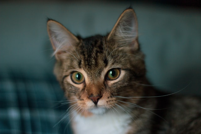 Kat